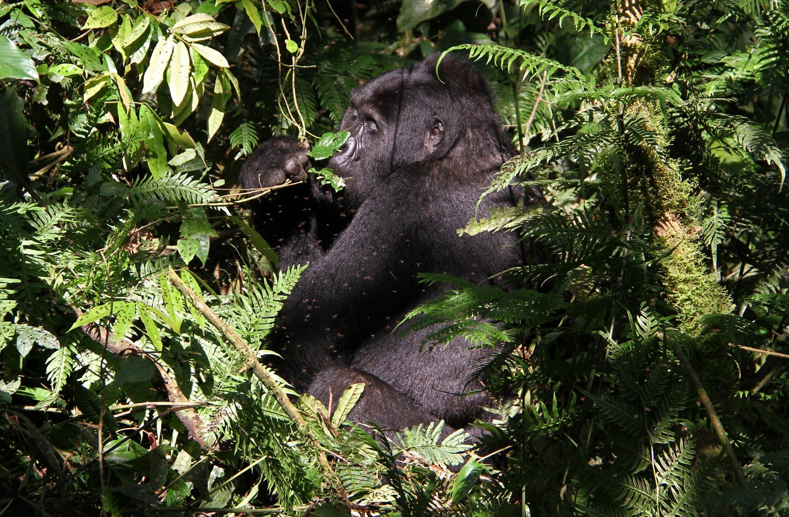 3 Days Budget Uganda gorilla trekking safari