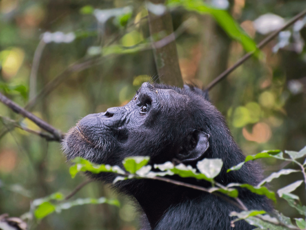 10 Days Bwindi Gorillas and Chimpanzee Safari