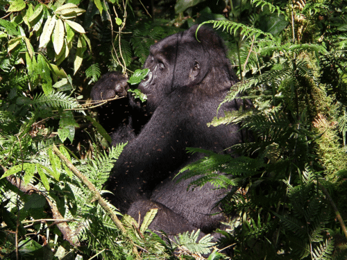 Mountain gorilla resting in Bwindi Forest .