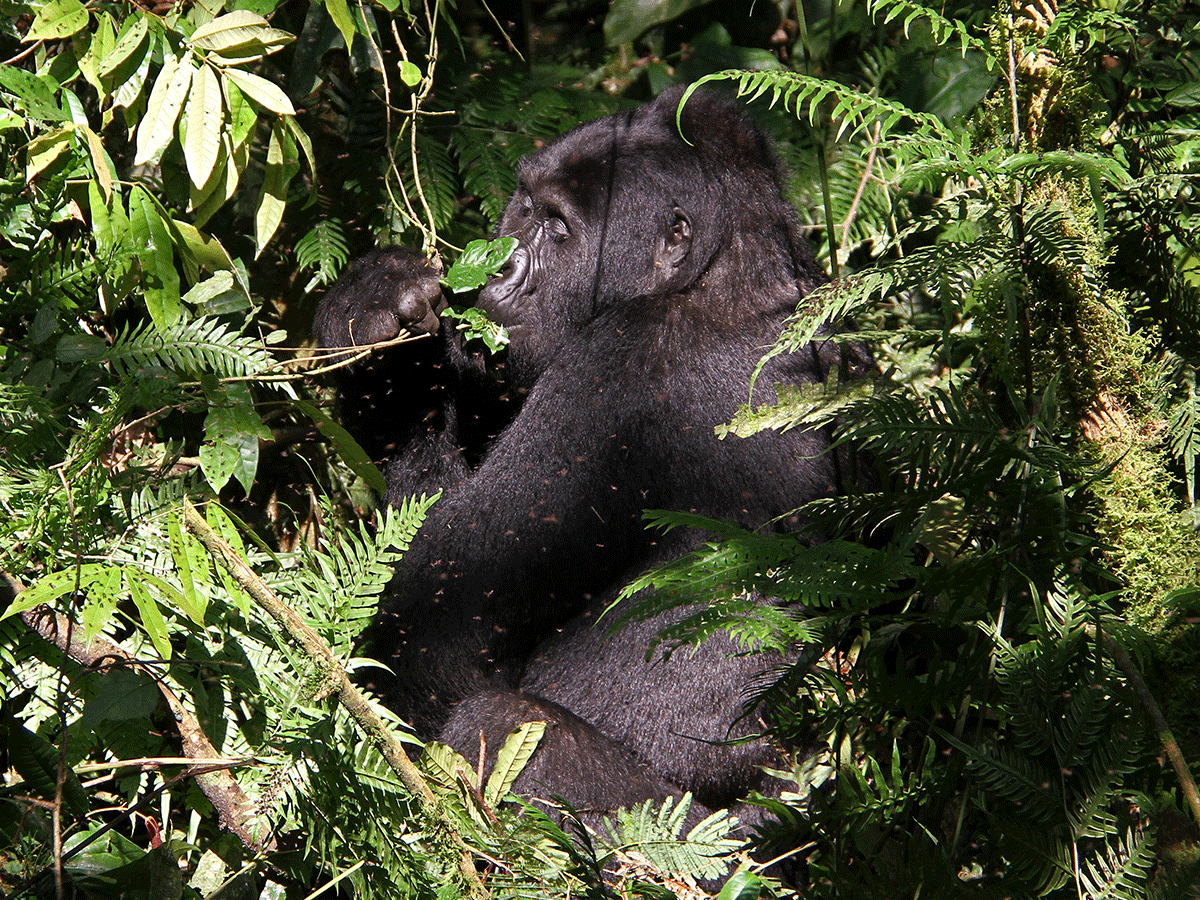 Gorilla Safari
