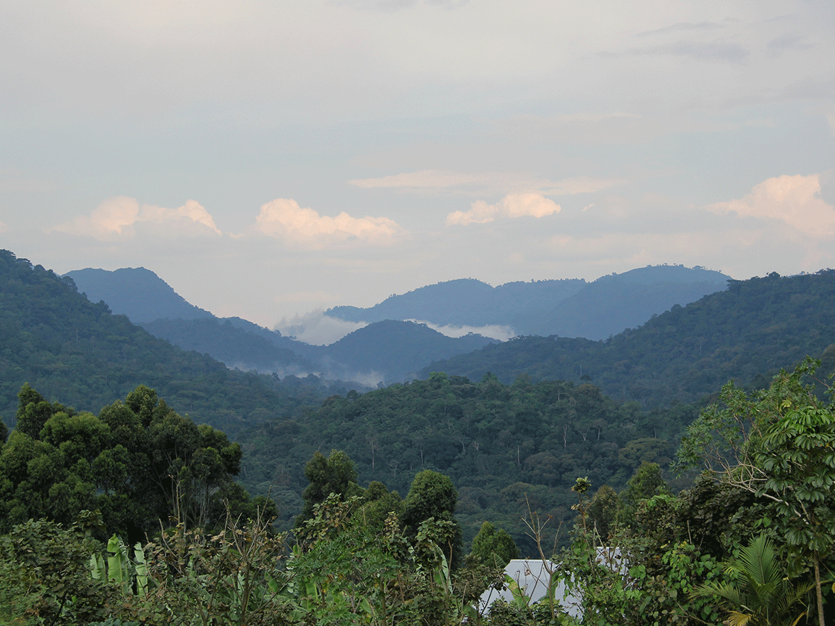 3 Days Uganda Gorilla Trekking Tour via Entebbe