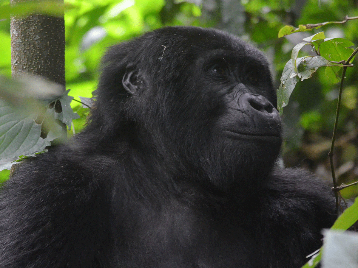 5 Days Bwindi Gorillas and Chimpanzee Safari