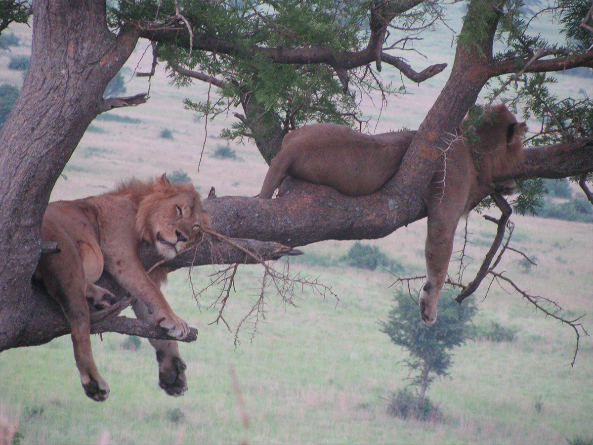 6 Days Budget Uganda Gorillas and Wildlife Safari