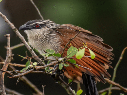 Bird species in Bwindi Impenetrable National Park showing the park`s biodiversity