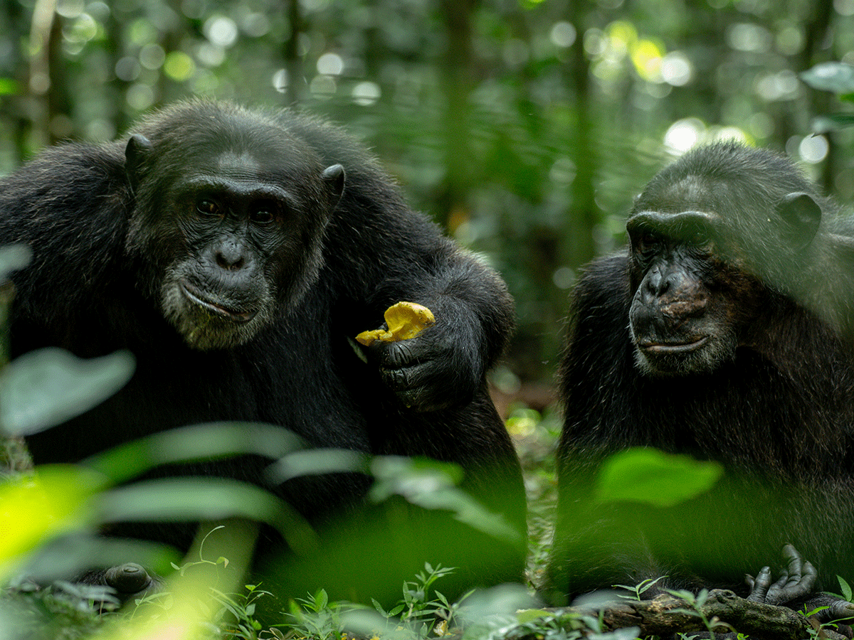 Chimpanzee Tracking