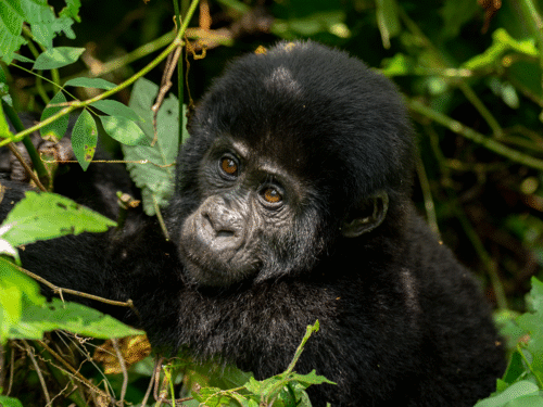 Bwindi Gorilla Trekking in Uganda 