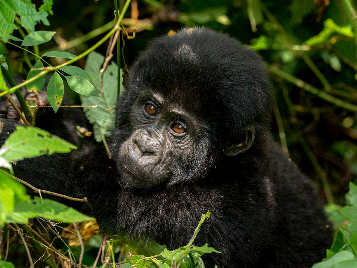 8 Days Uganda Gorilla Trekking Tour via Kigali