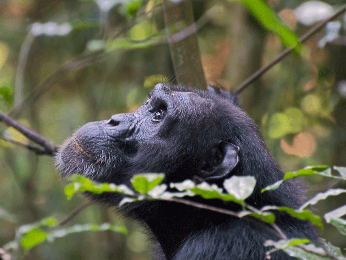 Kibale Forest National Park