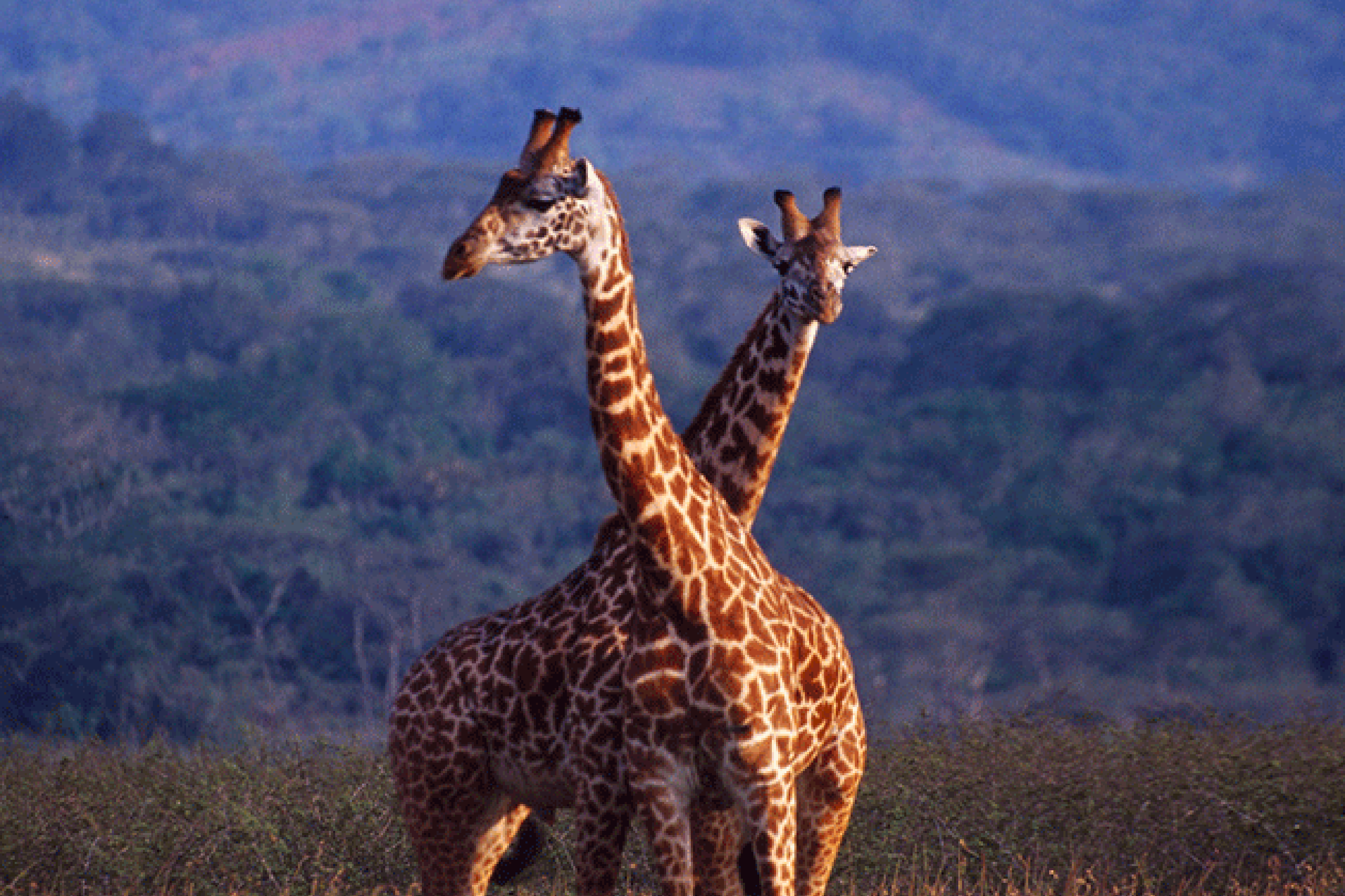 Akagera National Park