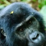 Mountain Gorilla in Bwindi National Park