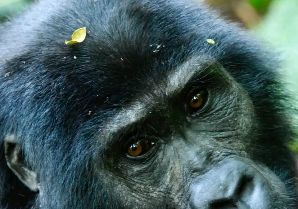 Mountain Gorilla in Bwindi National Park