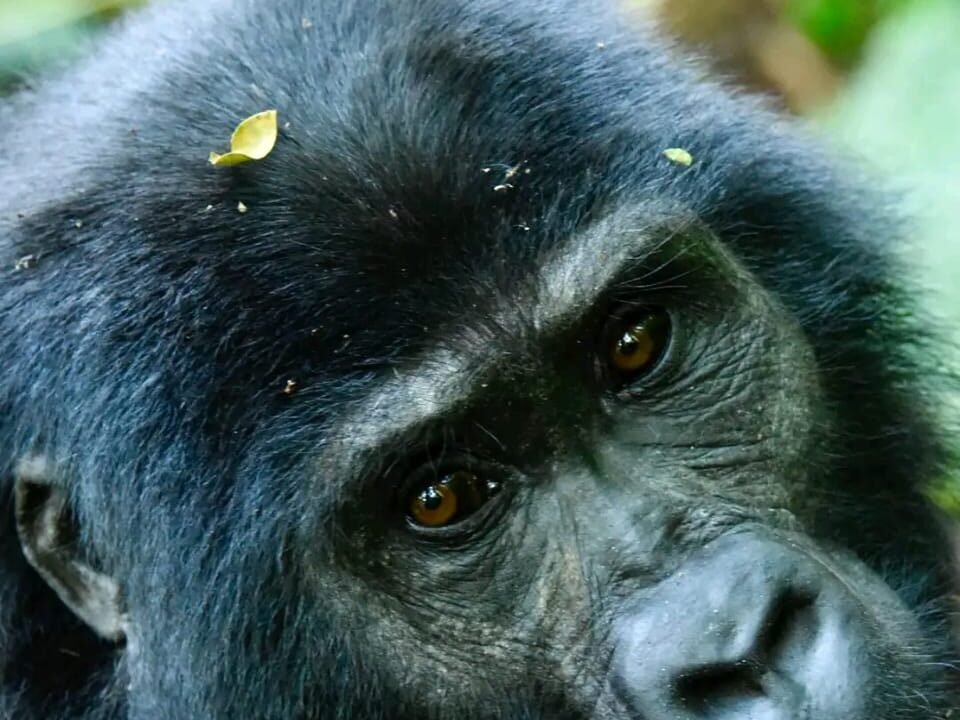 Mountain Gorilla in Bwindi National Park