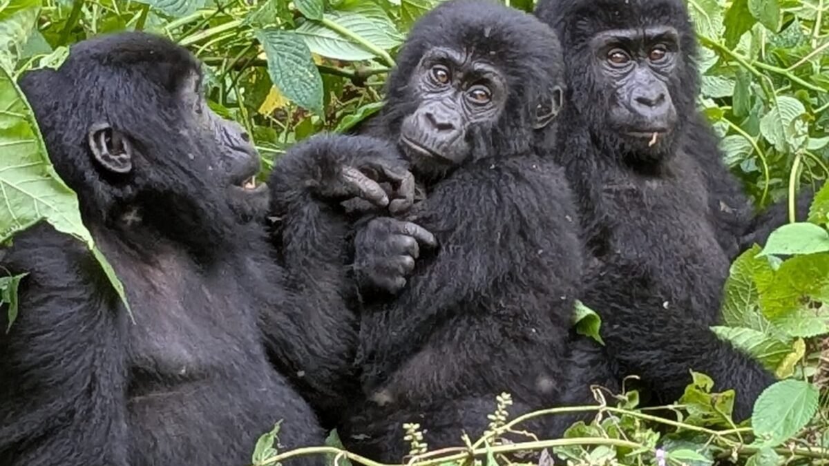 Mountain Gorilla in Bwindi Impenetrable National Park Uganda