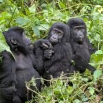 Mountain Gorilla in Bwindi Impenetrable National Park Uganda