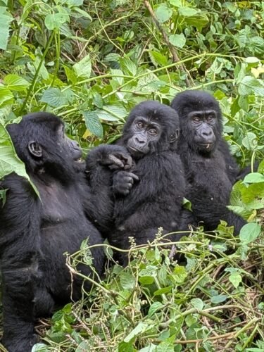 Mountain Gorilla in Bwindi Impenetrable National Park Uganda