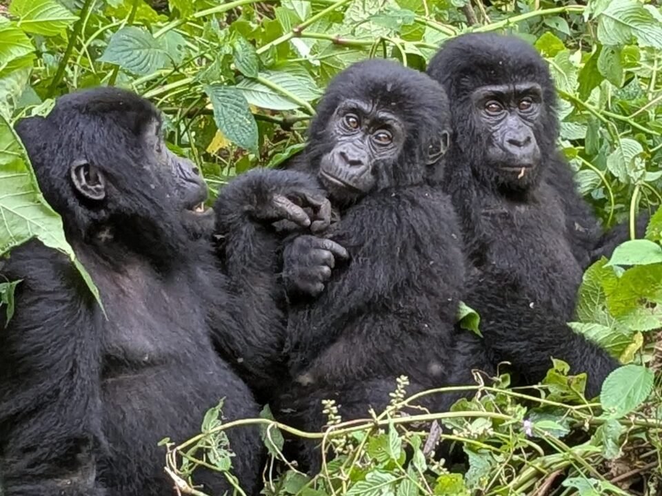 Mountain Gorilla in Bwindi Impenetrable National Park Uganda