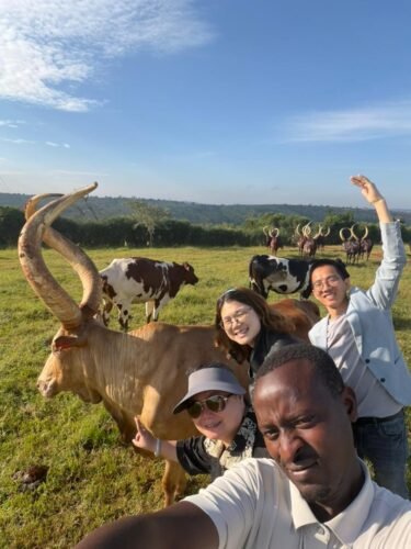 Tourists and a local guide with Ankole cattle during a cultural safari in Uganda.