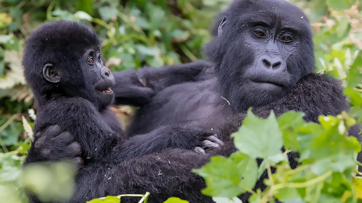 Mother mountain gorilla with her baby in Bwindi Impenetrable National Park in Ugada.