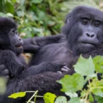 Mother mountain gorilla with her baby in Bwindi Impenetrable National Park in Ugada.