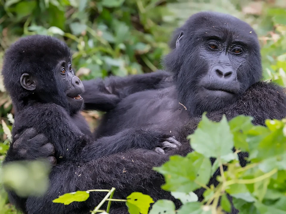 Mother mountain gorilla with her baby in Bwindi Impenetrable National Park in Ugada.
