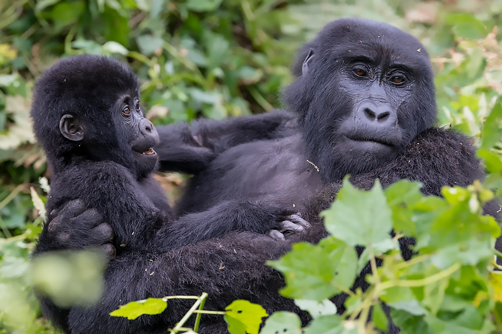 3 Days Budget Uganda Gorilla Trekking Safari from Kigali
