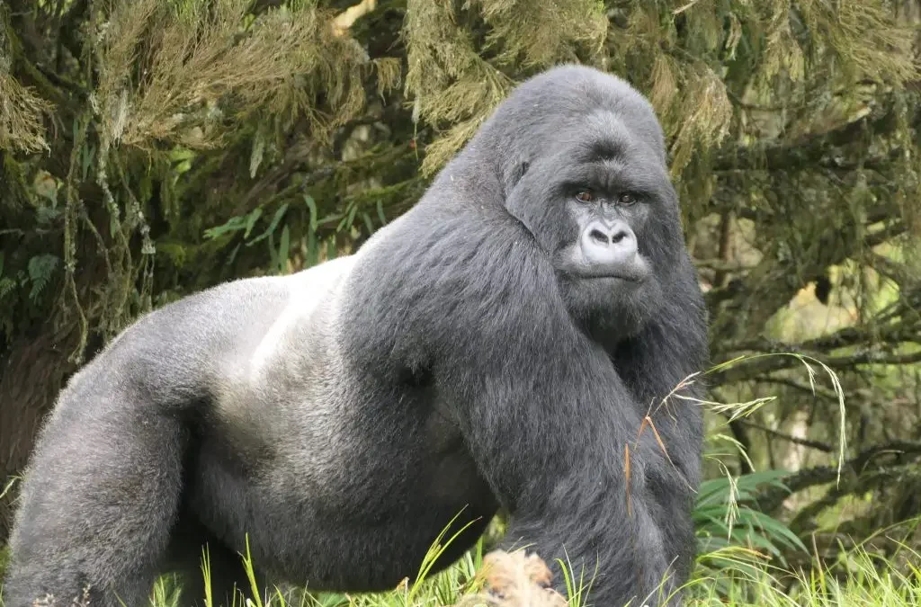 A silverback in Volcanoes National Park