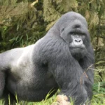 A silverback in Volcanoes National Park