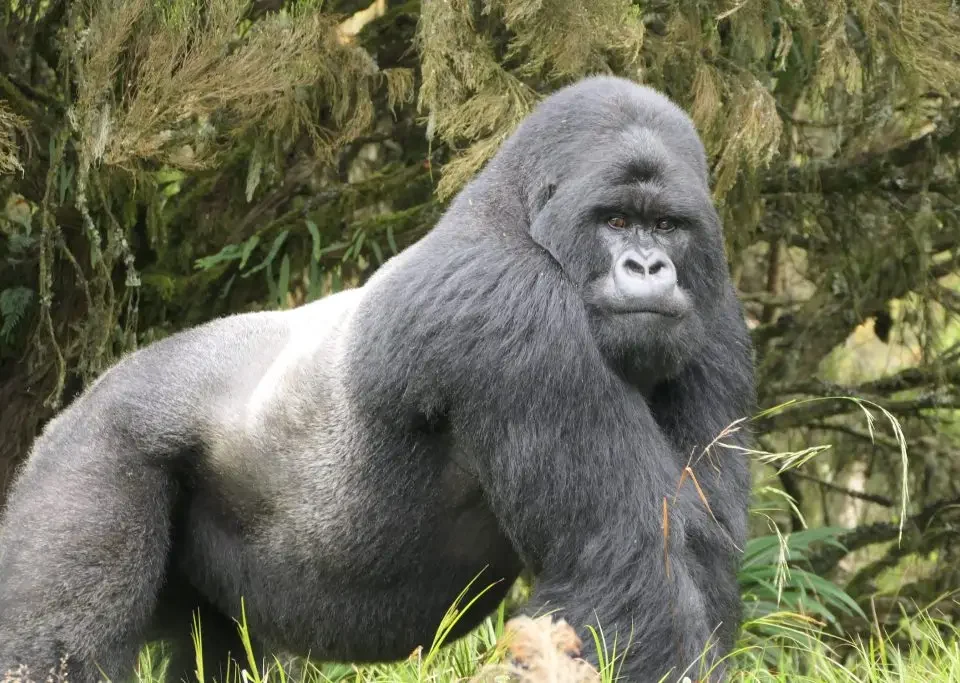 A silverback in Volcanoes National Park