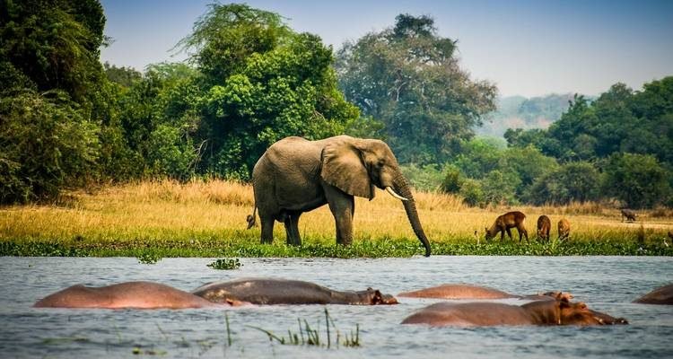 7 Days Uganda Gorilla and Wildlife Safari