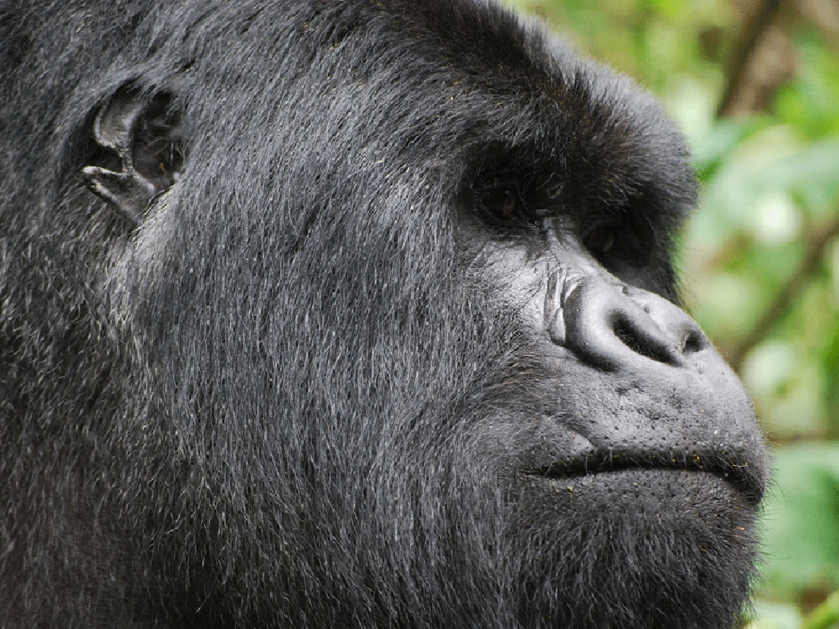 2 Days Rwanda Gorilla Trekking Experience