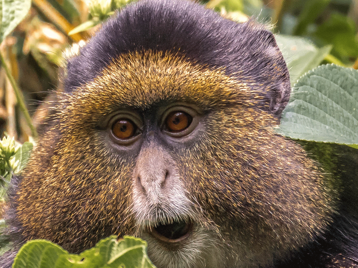 3 Days Rwanda Gorilla and Golden Monkey Safari