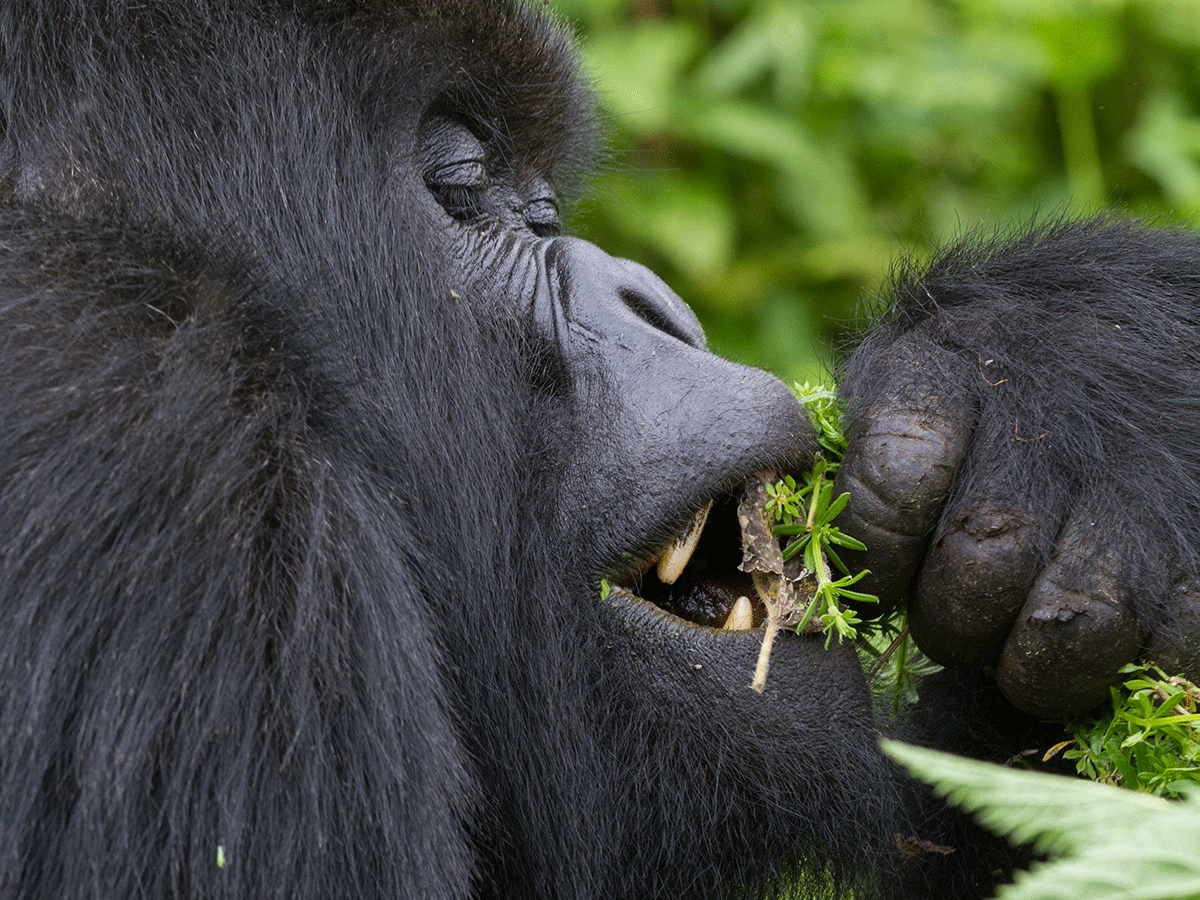 4 Days Rwanda Gorilla and Dian Fossey Hike Safari