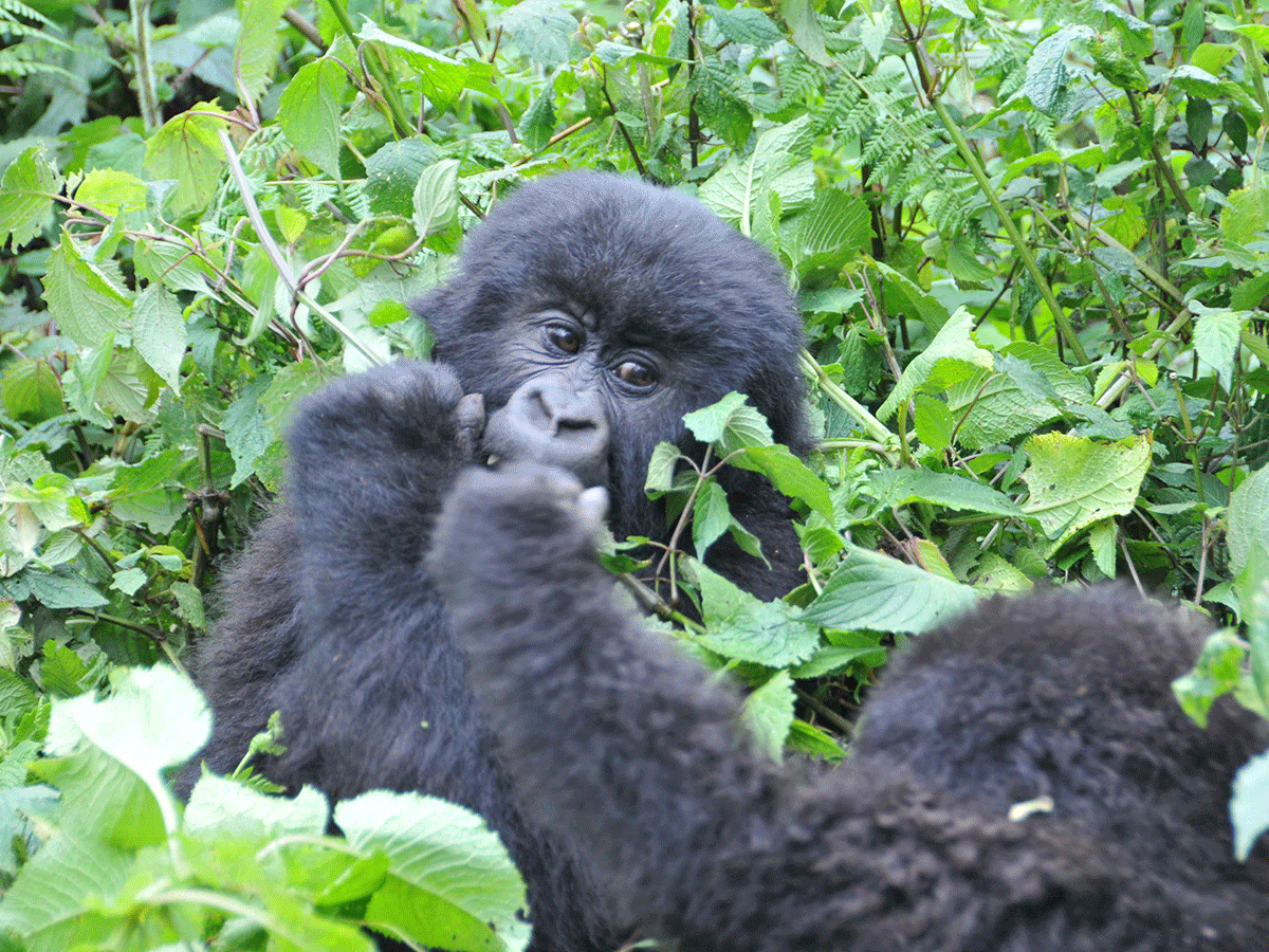 4 Days Rwanda Gorillas and Mt Bisoke Hike Safari