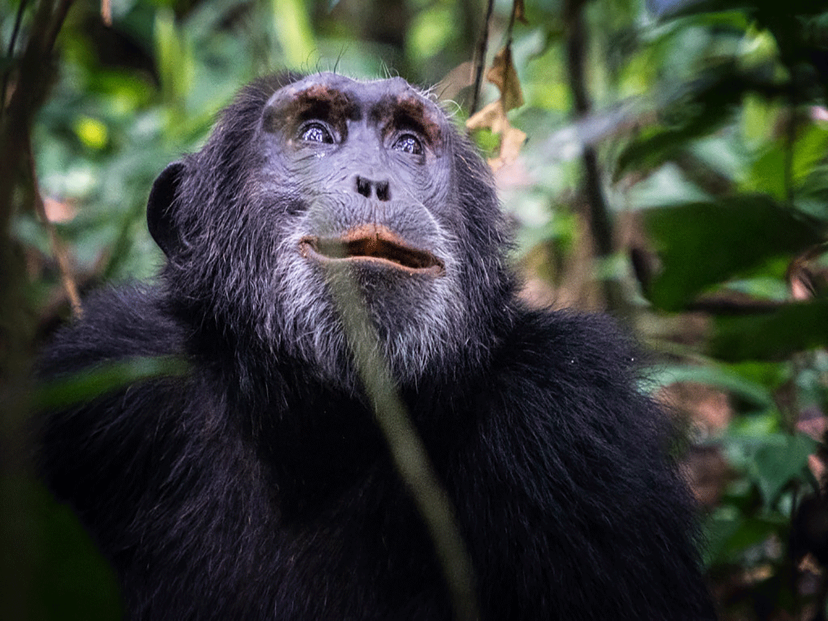 5 Days Rwanda Chimpanzee and Canopy Walk Safari