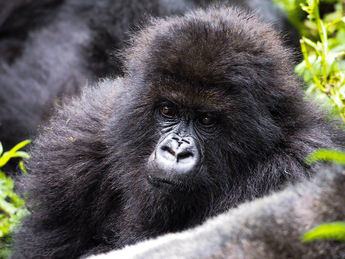 6 Days Rwanda Primates and Wildlife Safari