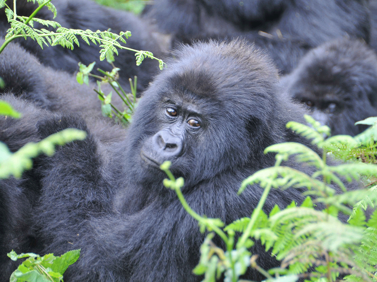 7 Days Rwanda Wildlife and Primates Safari