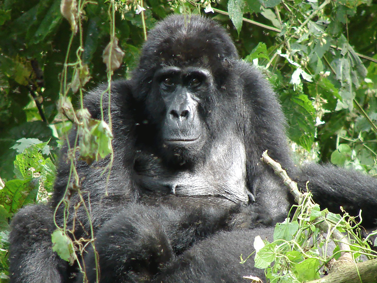 Bwindi Impenetrable National Park