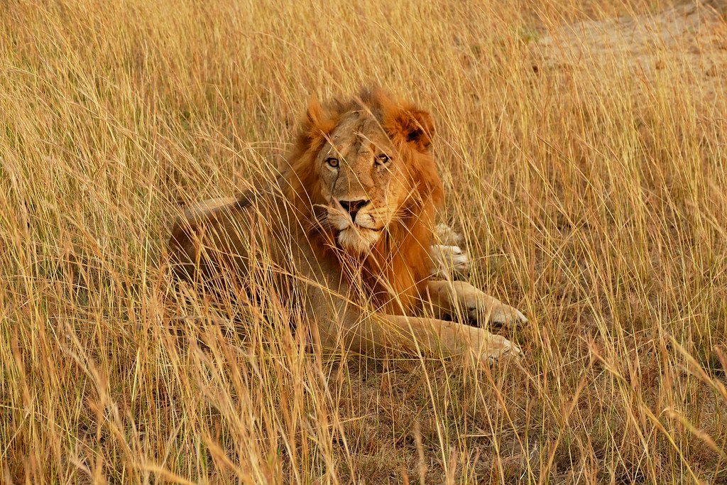 12 Days Budget Uganda Gorillas and Wildlife Safari