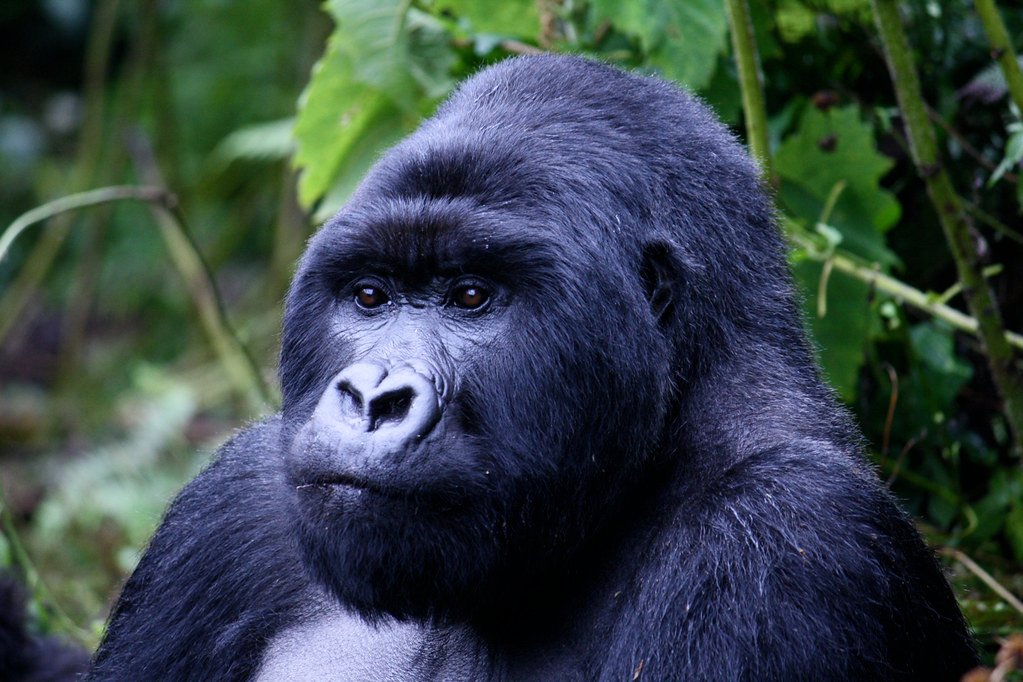 2 Days Rwanda Gorilla Trekking Experience